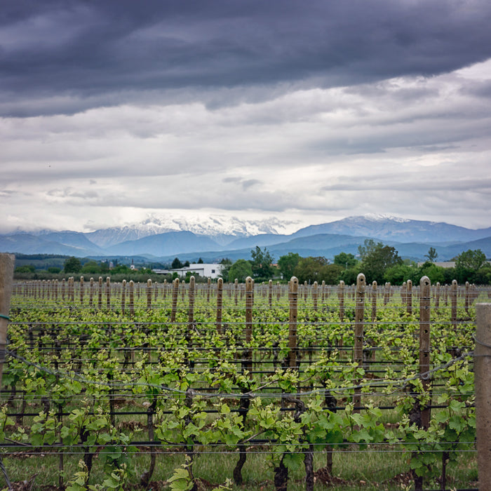 Guilano Rosati: Amarone, Mio Amore!