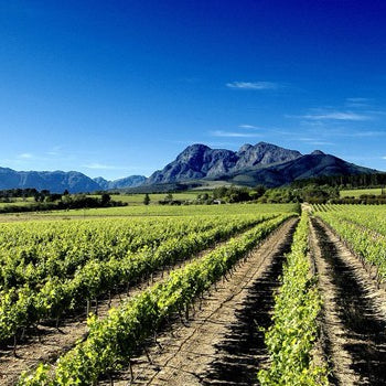 For Those About to Rock: South Africa's Mother Rock Wines