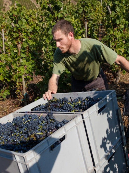 Arrival of 2016 Xavier Gerard Cote Rotie