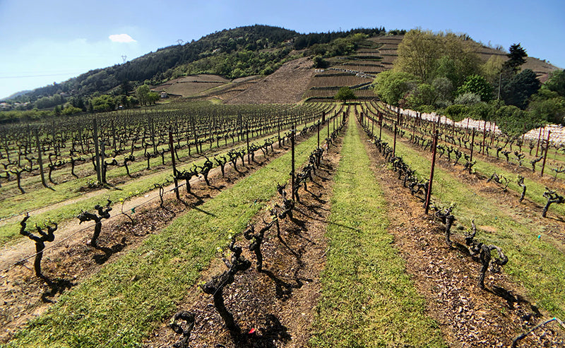New 2016 Cornas from Giullaume Gilles and Domaine Lionnet