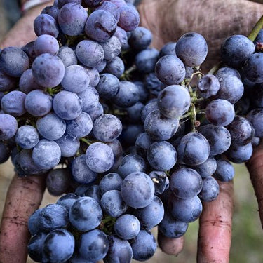 Spotlight: Summery Piedmont Red - Crushable Freisa