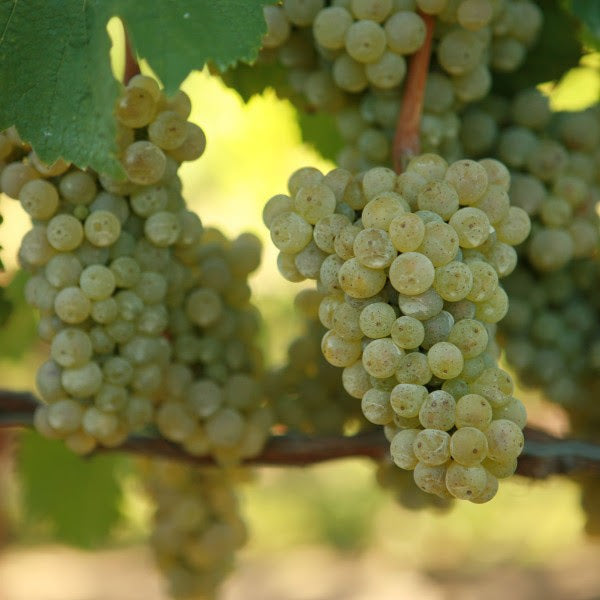 Insane Price Reduction on Iconic Austrian and German Wines