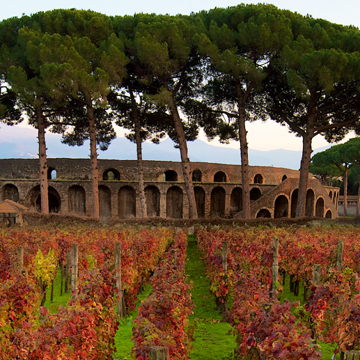 Closeout Sale Mastroberadino of Campania: Falanghina, Agliancio and Taurasi