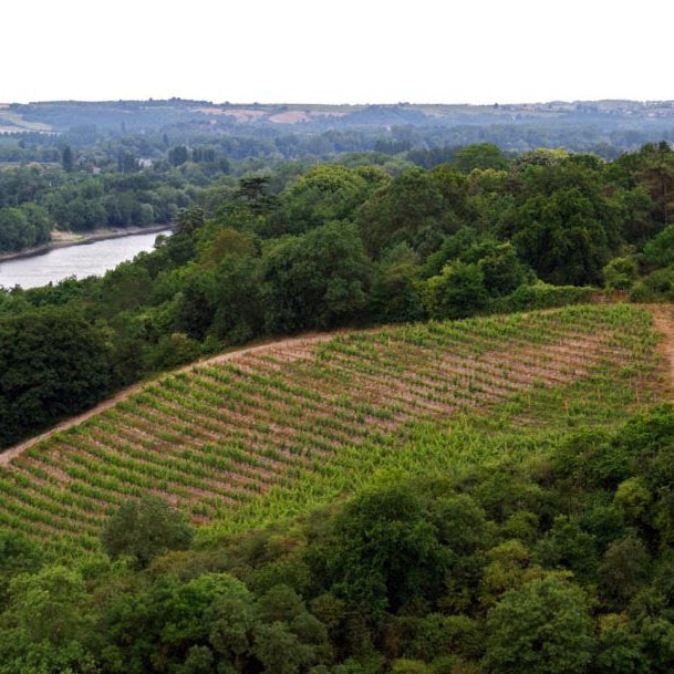 Back Vintage Saviennieres from Domaine Du Closel @ Decades Old Prices!