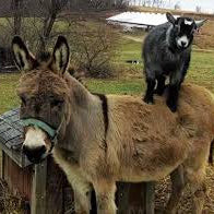 40% Off 2013 Donkey & Goat Syrah, Plus Ultra Limited 2018 Rose and Stone Crusher Rousanne