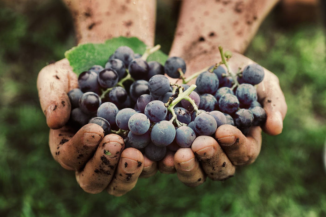 10/15: From Grapes to Glass:  A Natural Wine Tasting: 3-5PM